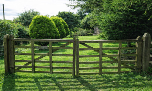 sycamore tree farm
