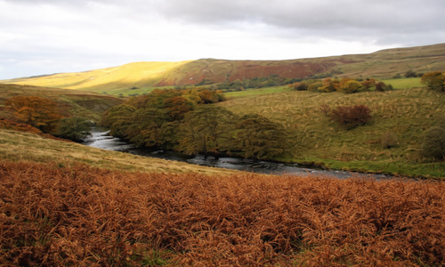 sycamore tree farm