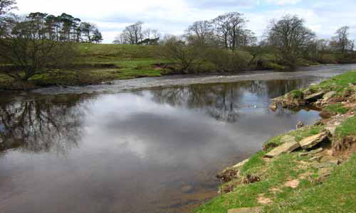 sycamore tree farm